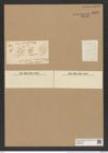 Asterolampra ambigua Grev. (de-Toni-Nr.: Genus 235, Species 5647) Zeichnungen Sammlung Grunow Nr. 9633 (NHMW-BOT-W0379564)